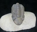 Reedops Trilobite - Great Preservation #20651-4